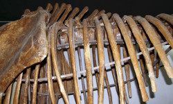 Sodales orci et