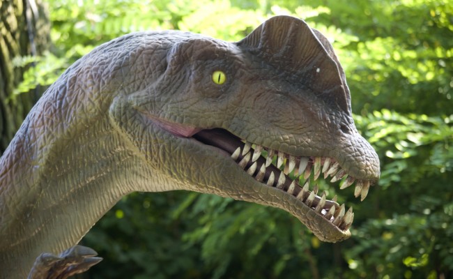 dinosaur