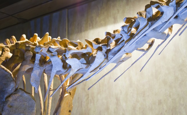 Dinosaur bones, educational exposure